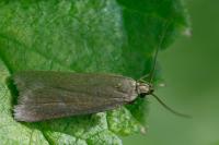 Acompsia cinerella