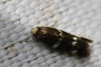 Elachista luticomella