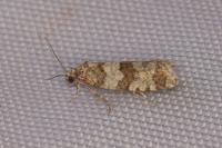 Isotrias rectifasciana