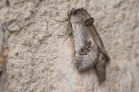 Parahypopta caestrum