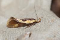 Harpella forficella