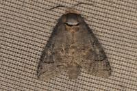 Cossus cossus