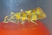 Aethes tesserana