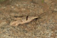 Mirificarma cytisella