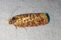 Lozotaeniodes formosana