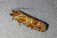 Rhyacionia pinicolana