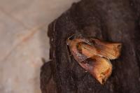 Archips podana