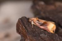 Archips podana