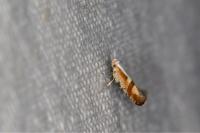 Argyresthia pruniella