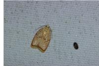 Acleris forsskaleana
