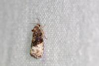 Hedya nubiferana