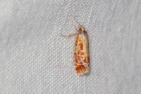 Rhyacionia buoliana