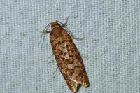 Lozotaeniodes formosana