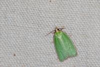 Tortrix viridana