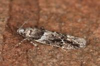 Recurvaria nanella