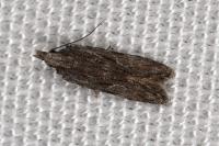Anarsia lineatella