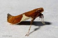 Caloptilia stigmatella