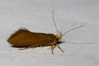 Crassa unitella