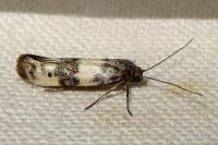 Enolmis acanthella