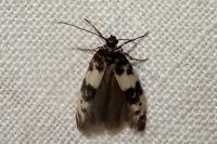 Enolmis acanthella