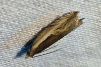 Ancylis apicella