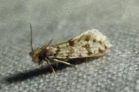 Eumasia parietariella