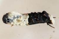 Trichophaga bipartitella