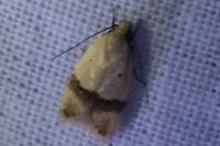 Odites kollarella