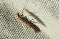 Plutella xylostella