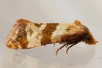 Phalonidia contractana