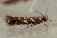 Vulcaniella