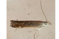 Isophrictis kefersteiniellus