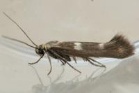 Scythris scopolella