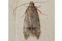 Teleiodes vulgella
