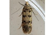 Bryotropha