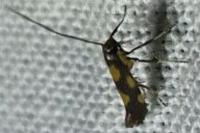 Euspilapteryx auroguttella