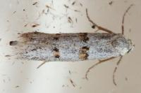 Symmocoides oxybiella