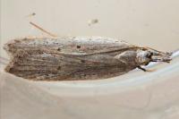 Dichomeris limbipunctella