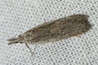 Dichomeris limbipunctella