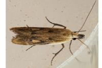 Mesophleps