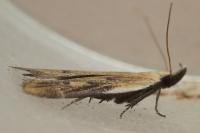 Mesophleps