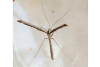 Agdistis