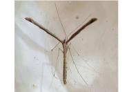 Agdistis