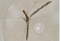 Agdistis