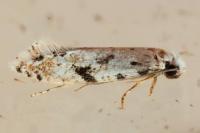 Nemapogon