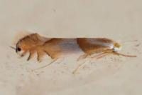 Phyllonorycter roboris
