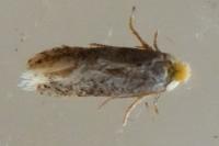 Stigmella