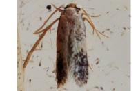 Stigmella