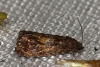 Endothenia nigricostana