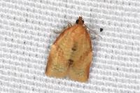 Clepsis consimilana